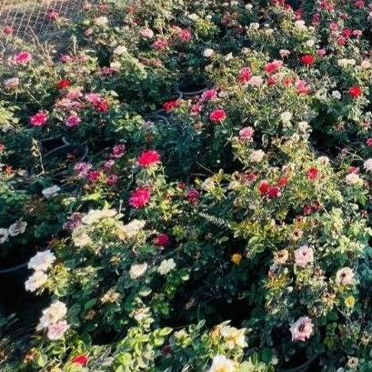 گل رز هلندی