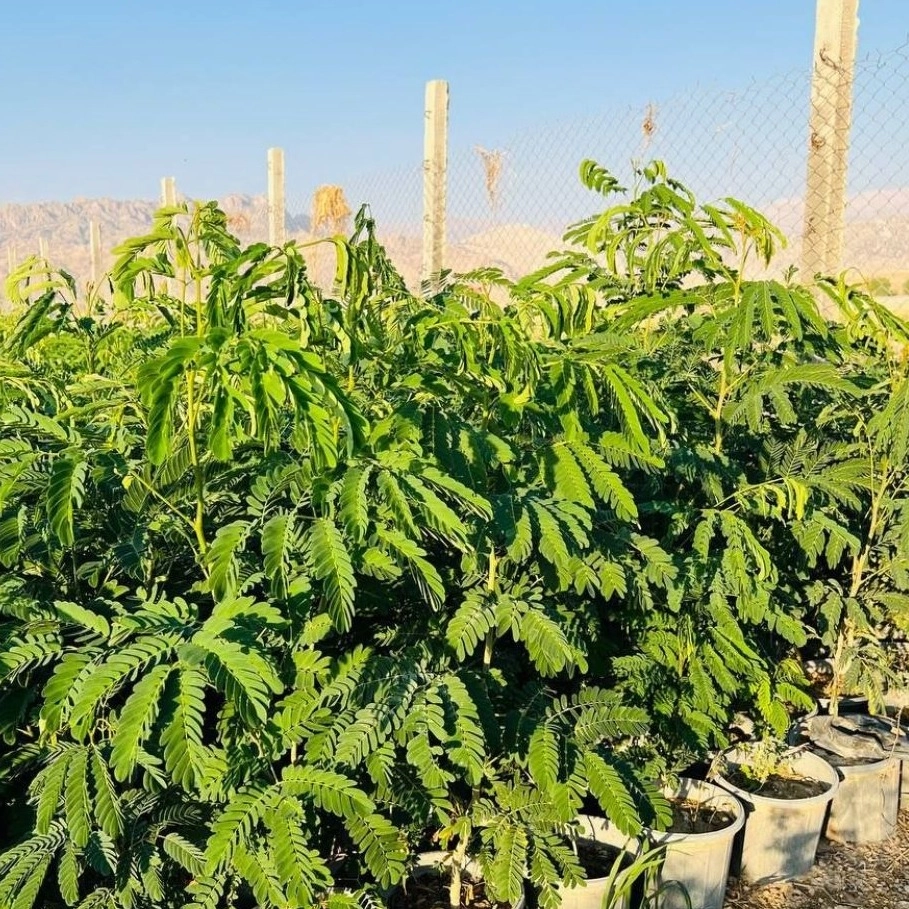 گل ابریشم ایرانی